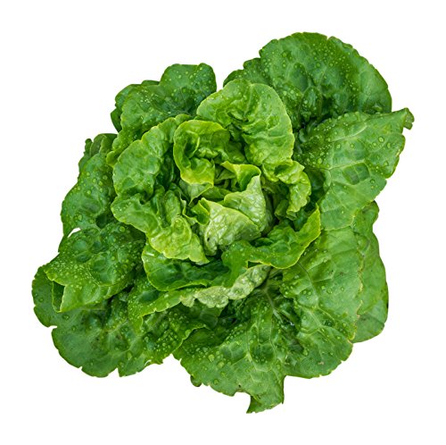 Burpee Buttercrunch Hybrid (Organic) Lettuce Seeds 1100 seeds