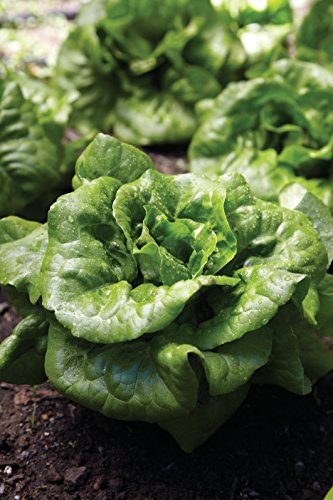 Burpee Buttercrunch Hybrid (Organic) Lettuce Seeds 1100 seeds