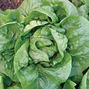 Burpee Buttercrunch Hybrid (Organic) Lettuce Seeds 1100 seeds