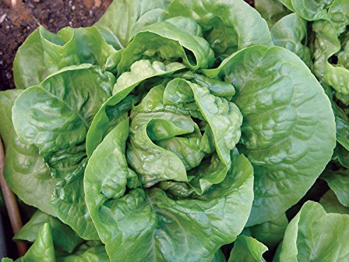 Burpee Buttercrunch Hybrid (Organic) Lettuce Seeds 1100 seeds