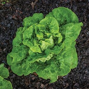 Burpee Buttercrunch Hybrid (Organic) Lettuce Seeds 1100 seeds