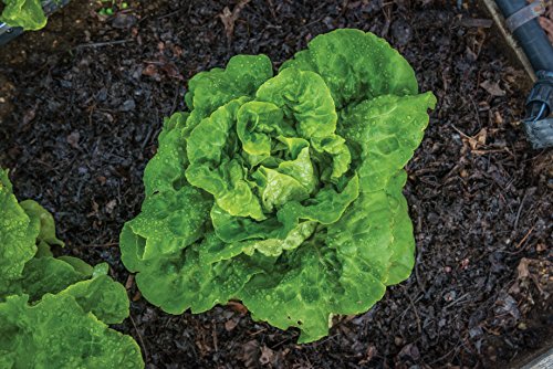 Burpee Buttercrunch Hybrid (Organic) Lettuce Seeds 1100 seeds