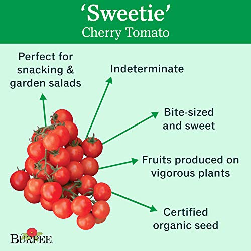 Burpee 'Sweetie' Organic | Heirloom Red Cherry Tomato | 125 Seeds