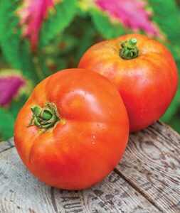 burpee better boy hybrid tomato seeds | large slicing red tomato variety | 30 non-gmo vegetable seeds for planting | disease-resistant tomato for garden