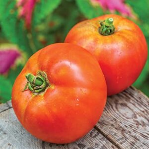 Burpee Better Boy Hybrid Tomato Seeds | Large Slicing Red Tomato Variety | 30 Non-GMO Vegetable Seeds for Planting | Disease-Resistant Tomato for Garden