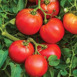 Burpee Better Boy Hybrid Tomato Seeds | Large Slicing Red Tomato Variety | 30 Non-GMO Vegetable Seeds for Planting | Disease-Resistant Tomato for Garden