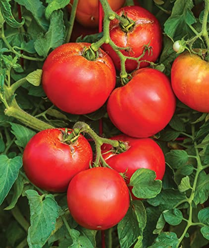 Burpee Better Boy Hybrid Tomato Seeds | Large Slicing Red Tomato Variety | 30 Non-GMO Vegetable Seeds for Planting | Disease-Resistant Tomato for Garden