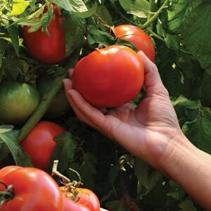 Burpee Better Boy Hybrid Tomato Seeds | Large Slicing Red Tomato Variety | 30 Non-GMO Vegetable Seeds for Planting | Disease-Resistant Tomato for Garden