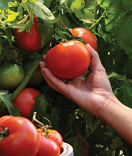 Burpee Better Boy Hybrid Tomato Seeds | Large Slicing Red Tomato Variety | 30 Non-GMO Vegetable Seeds for Planting | Disease-Resistant Tomato for Garden