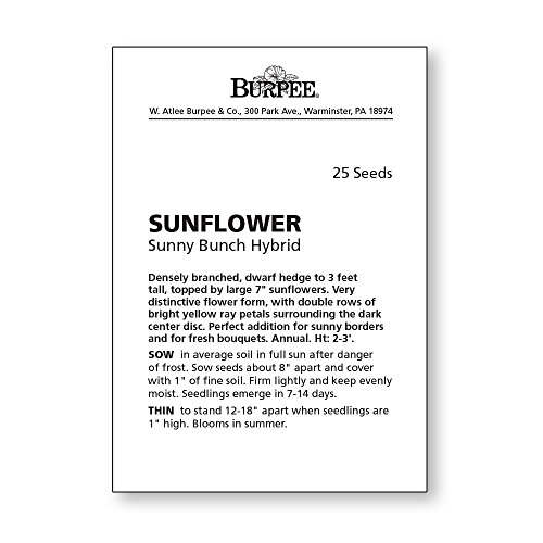 Burpee Sunny Bunch Sunflower Seeds 25 seeds
