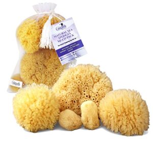 real natural sea sponges multipack – 5pc spa gift set in premium bag, kind on skin, for bath shower facial cleansing, pamper moms brides girlfriends & teens by constantia beauty®