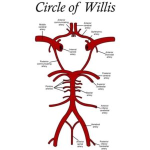 CafePress Circle Of Willis Mugs Ceramic Coffee Mug, Tea Cup 11 oz