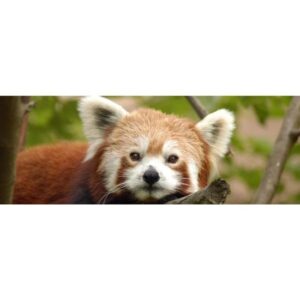 CafePress Red Panda Mug Ceramic Coffee Mug, Tea Cup 11 oz