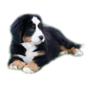 CafePress Bernese Mountain Puppy_ Mug Ceramic Coffee Mug, Tea Cup 11 oz