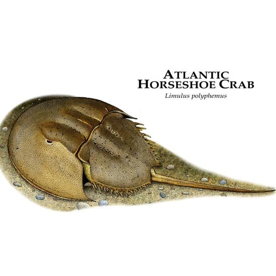 CafePress Atlantic Horseshoe Crab Mug Ceramic Coffee Mug, Tea Cup 11 oz