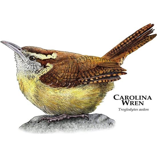 CafePress Carolina Wren Mug Ceramic Coffee Mug, Tea Cup 11 oz