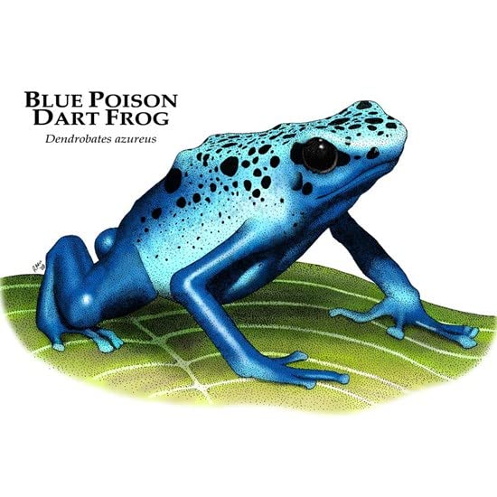 CafePress Blue Poison Dart Frog Mug Ceramic Coffee Mug, Tea Cup 11 oz