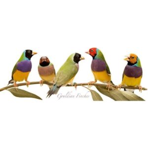 CafePress Gouldian Finch Mug Ceramic Coffee Mug, Tea Cup 11 oz