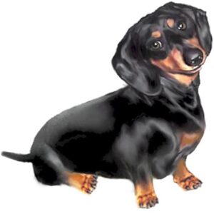 CafePress Black Tan Dachshund Mug Ceramic Coffee Mug, Tea Cup 11 oz