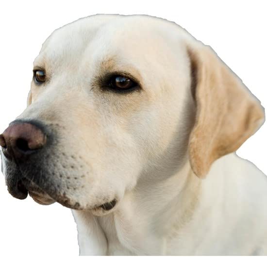 CafePress Yellow Lab Head Mug Ceramic Coffee Mug, Tea Cup 11 oz