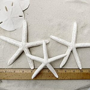 Set of 6 White Starfish and Sand Dollars - 3 Finger Starfish 4 to 6 inch and 3 Sand Dollars 3 to 3.5 inch - Starfish and Sand Dollars for Crafts by Tumbler Home