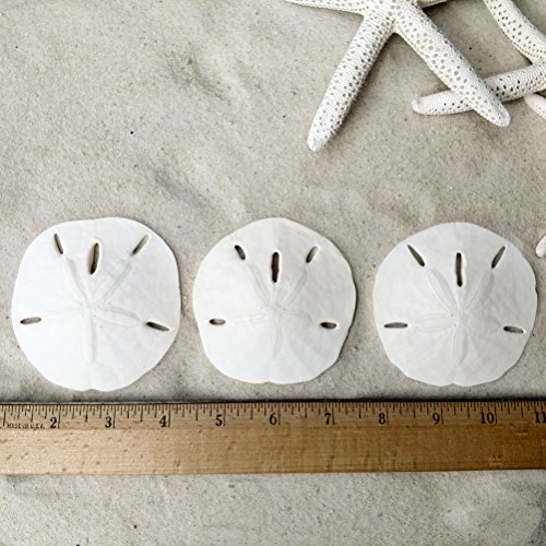 Set of 6 White Starfish and Sand Dollars - 3 Finger Starfish 4 to 6 inch and 3 Sand Dollars 3 to 3.5 inch - Starfish and Sand Dollars for Crafts by Tumbler Home