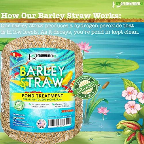 Vet Recommended Barley Straw for Fish Ponds and Fountain (16 Oz). Treats up to 3000 to 5000 Gallons, 100% Safe & Natural Pond Cleaner. Keeps Your Water Garden Clean & Fresh. Made in USA