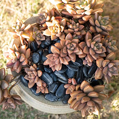 Ausluru 11lbs River Rocks Polished Pebbles for Plants Garden Decorative Stones, Ideal for Fish Tank, Vases, Succulents, Crafting, Home Decor and Garden Landscaping, Large Black