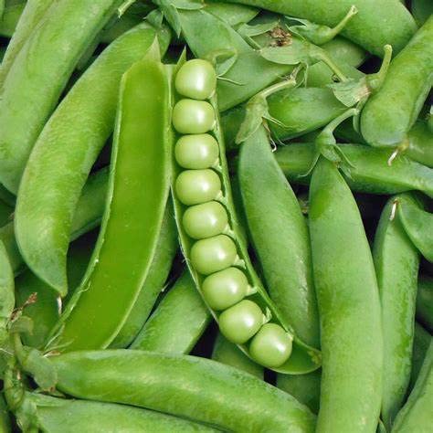 120 Lincoln Pea Seeds for Planting Heirloom Non GMO 1 Ounce of Seeds AKA Homesteader Pea Garden Vegetable Bulk Survival