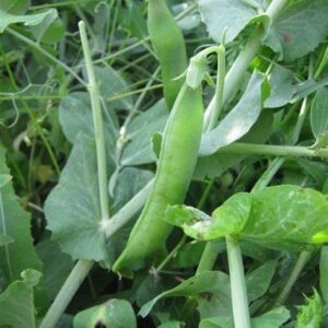 120 Lincoln Pea Seeds for Planting Heirloom Non GMO 1 Ounce of Seeds AKA Homesteader Pea Garden Vegetable Bulk Survival