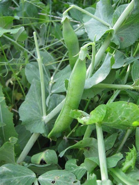 120 Lincoln Pea Seeds for Planting Heirloom Non GMO 1 Ounce of Seeds AKA Homesteader Pea Garden Vegetable Bulk Survival