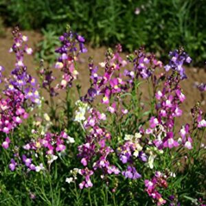 Toadflax Dwarf Fairy Mix Bouquet Flower Seeds, 5000+ Seeds Per Packet, (Isla's Garden Seeds), Non GMO & Heirloom Seeds, Botanical Name: Linaria Maroccana, Great Home Garden Gift