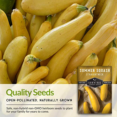 Survival Garden Seeds - Straightneck Summer Squash Seed for Planting - Packet with Instructions to Plant and Grow Yellow Squash in Your Home Vegetable Garden - Non-GMO Heirloom Variety