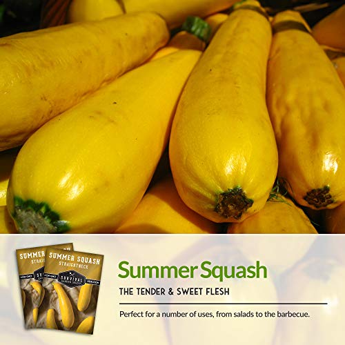 Survival Garden Seeds - Straightneck Summer Squash Seed for Planting - Packet with Instructions to Plant and Grow Yellow Squash in Your Home Vegetable Garden - Non-GMO Heirloom Variety