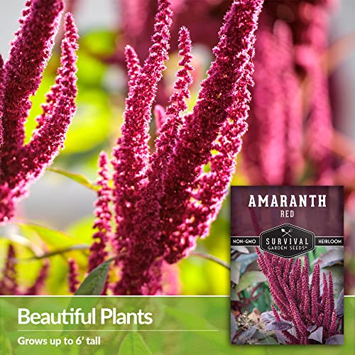 Survival Garden Seeds - Red Amaranth Seed for Planting - Packet with Instructions to Plant and Grow Giant Burgundy Grain Plants in Your Home Vegetable Garden - Non-GMO Heirloom Variety