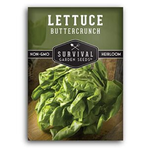 survival garden seeds – buttercrunch lettuce seed for planting – packet with instructions to plant and grow rose tinted bibb style lettuce in your home vegetable garden – non-gmo heirloom variety