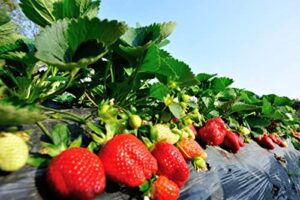 allaboard california strawberry seeds for planting | heirloom organic sweet strawberry seeds for hydroponic garden – 500 seeds (california strawberry)