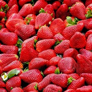 ALLABOARD California Strawberry Seeds for Planting | Heirloom Organic Sweet Strawberry Seeds for Hydroponic Garden - 500 Seeds (California Strawberry)