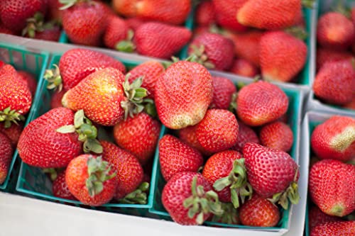 ALLABOARD California Strawberry Seeds for Planting | Heirloom Organic Sweet Strawberry Seeds for Hydroponic Garden - 500 Seeds (California Strawberry)