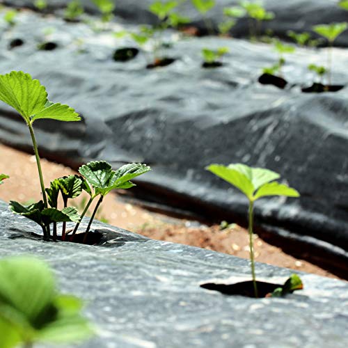 2 Pack 33 x 3 Feet Black Embossed Plastic Film with Planting Holes- 1 Mil Garden Weed Control Barrier Film Mulching Breathable Gardening Farming Landscape Sheeting for Moisture Temperature Maintaining