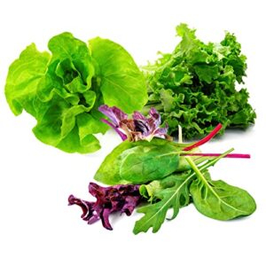 lettuce mix seeds for planting home garden outdoors or indoors – variety pack of romaine – butter – gourmet leaf salad blend lettuce combo pack.