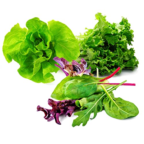 Lettuce Mix Seeds for Planting Home Garden Outdoors or Indoors - Variety Pack of Romaine - Butter - Gourmet Leaf Salad Blend Lettuce Combo Pack.