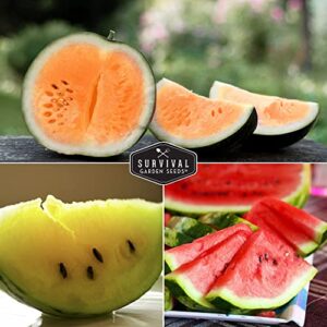 Survival Garden Seeds Tri-Color Watermelon Collection Seed Vault - Non-GMO Heirloom Mix for Planting Juicy Watermelons - Yellow Petite, Crimson Sweet (Red), & Tendersweet Orange Varieties