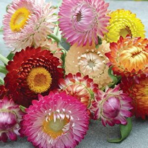 Burpee Tall Mixed Colors Strawflower Seeds 750 seeds