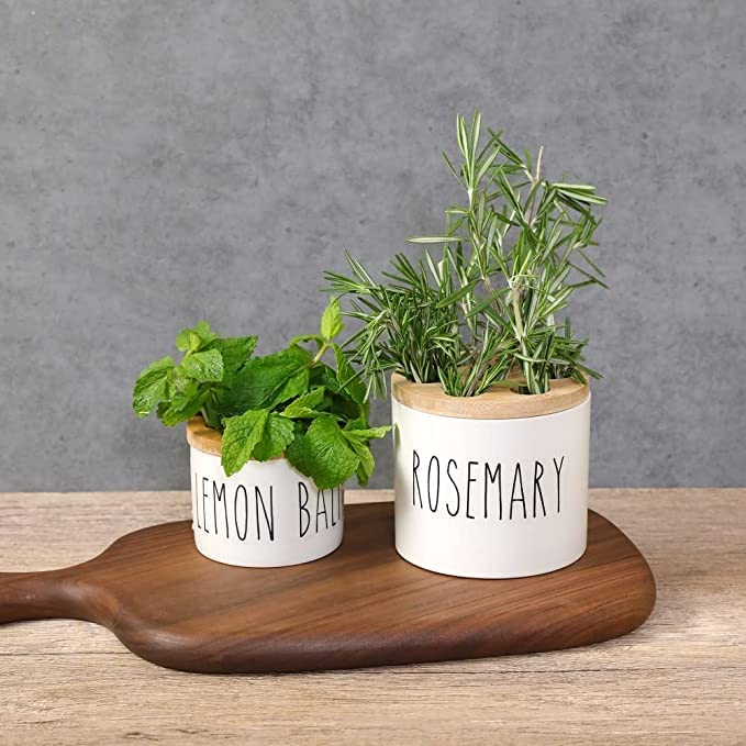 MaisoNovo Regrow Indoor Herb Garden Starter Kit for Kitchen Counter & Windowsill | Herb Garden Kit Indoor for Growing Fresh Herbs from Scraps in Water | Set of 4 Pods