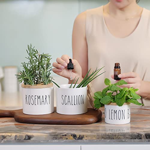 MaisoNovo Regrow Indoor Herb Garden Starter Kit for Kitchen Counter & Windowsill | Herb Garden Kit Indoor for Growing Fresh Herbs from Scraps in Water | Set of 4 Pods