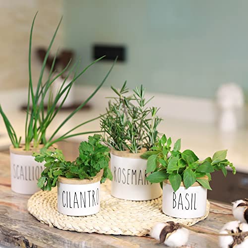 MaisoNovo Regrow Indoor Herb Garden Starter Kit for Kitchen Counter & Windowsill | Herb Garden Kit Indoor for Growing Fresh Herbs from Scraps in Water | Set of 4 Pods