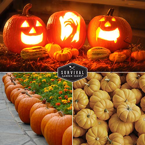 Survival Garden Seeds Pumpkin Collection Seed Vault - Non-GMO Heirloom Seeds for Planting Vegetables - Fairy Tale, Jack O'Lantern, Small Sugar Pumpkins for Growing in Your Vegetable Garden