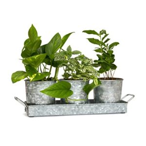wh farmhouse flower herb pot set with tray – galvanized metal vintage succulent herb planter pots caddy for kitchen windowsill garden indoor or outdoor use by walford home