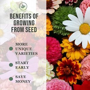 Sow Right Seeds - Flower Seed Garden Collection for Planting - 5 Packets Includes Marigold, Zinnia, Sunflower, Cape Daisy, and Cosmos - Wonderful Gardening Gift